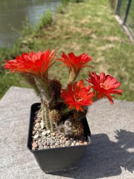 Chamaecereus Hybr. rot